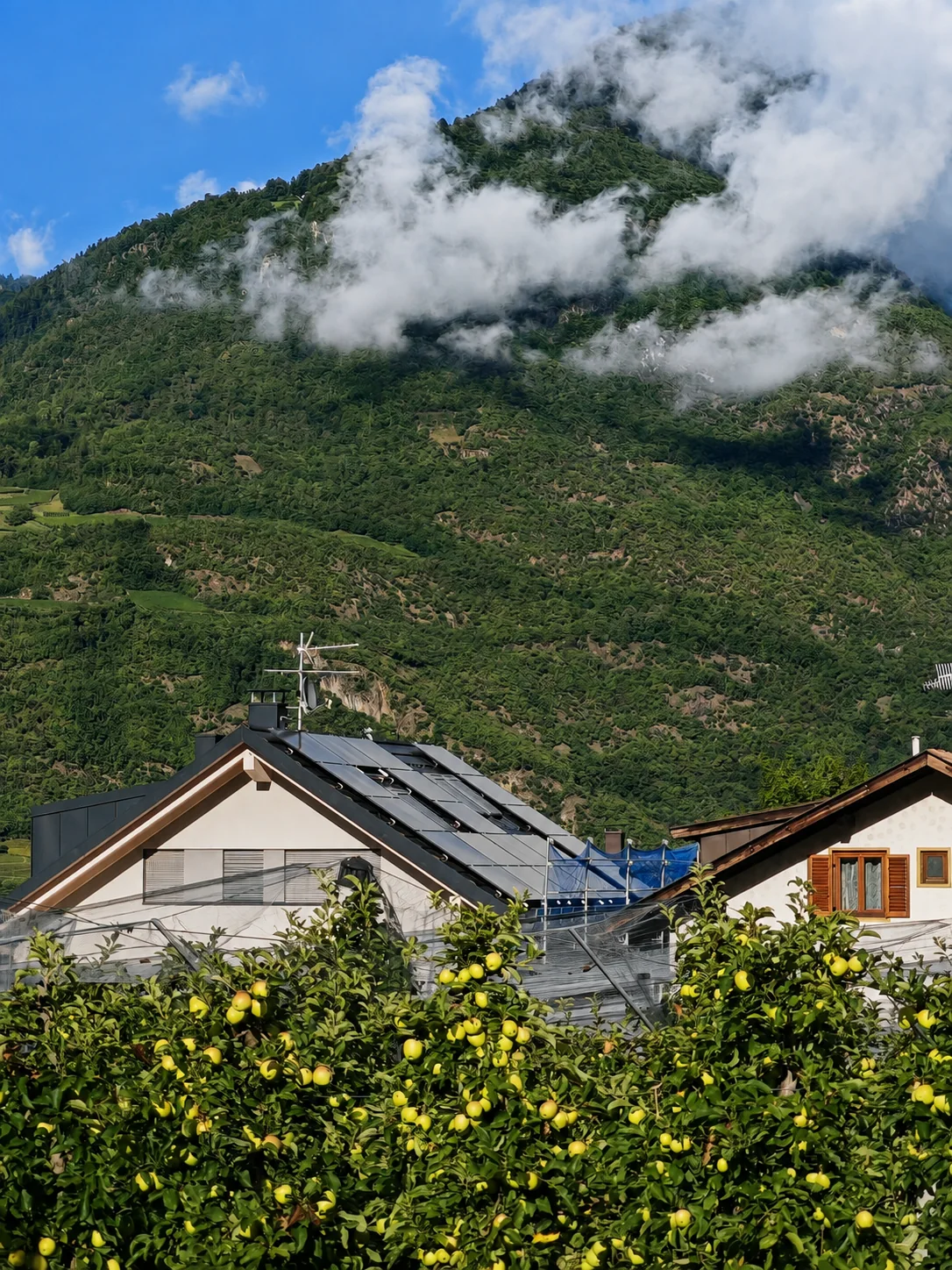 Fertiggestellte Photovoltaikanlage hinter Apfelbäumen und vor wolkenverhangenen Südtiroler Bergen